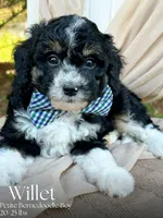 Willet, a male Miniature Bernedoodle for sale in Candler, NC – Photo 1 of 2