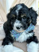Willet, a male Miniature Bernedoodle for sale in Candler, NC – Photo 2 of 2