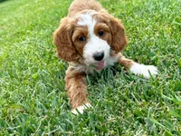 Lainey, a female Miniature Goldendoodle for sale in Candler, NC – 4 of 5