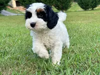 Maple-Petite-OFA&GeneticParents, a female Miniature Goldendoodle for sale in Candler, NC – 7 of 8