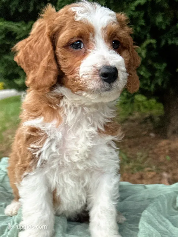 Wallen – Miniature Goldendoodle puppy for sale in Candler, NC