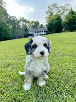 Cabana-Mini-OFA&GenTestedParents, a male Miniature Bernedoodle for sale in Candler, NC – 7 of 8
