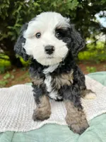 Tiki, a male Miniature Bernedoodle for sale in Candler, NC – 1 of 5