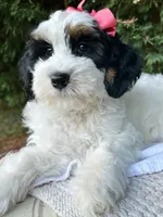 Maple-Petite-OFA&GeneticParents, a female Miniature Goldendoodle for sale in Candler, NC – 5 of 8