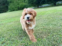 Megan-OFA&GeneticParents, a female Miniature Goldendoodle for sale in Candler, NC – 3 of 3
