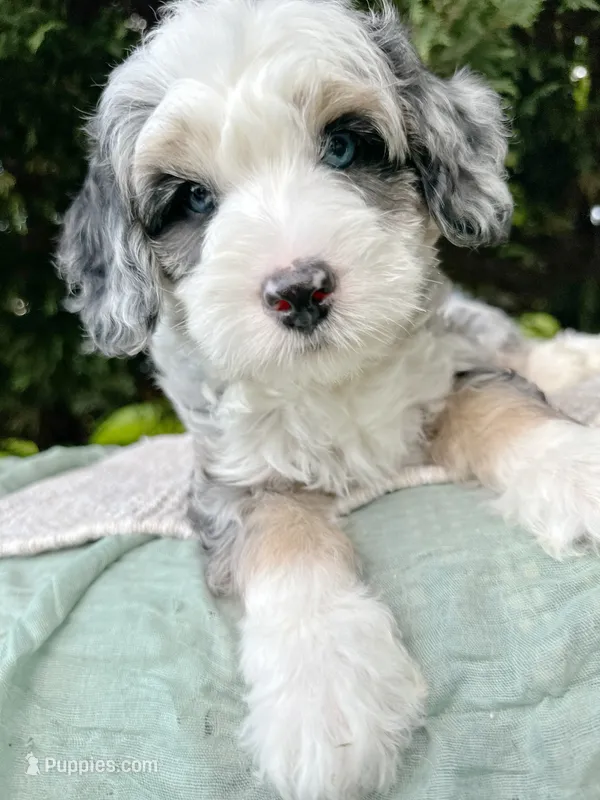 Cabana-Petite/MiniOFAparents – Miniature Bernedoodle puppy for sale in Candler, NC