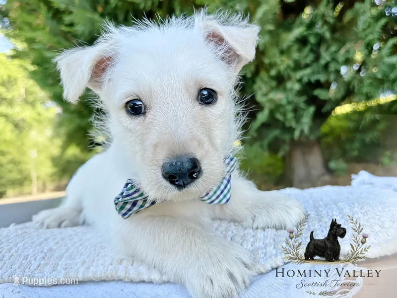 Lennox (wheaten) – Scottish Terrier puppy for sale in Candler, NC