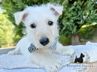 Lennox (wheaten), a male Scottish Terrier for sale in Candler, NC – 1 of 4