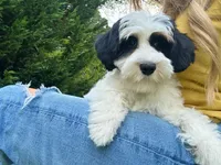 Maple-Petite-OFA&GeneticParents, a female Miniature Goldendoodle for sale in Candler, NC – 2 of 8
