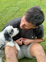 Cabana-Mini-OFA&GenTestedParents, a male Miniature Bernedoodle for sale in Candler, NC – 2 of 8