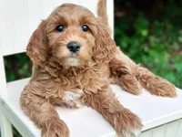 MiniHealthTestedPinkGirl, a female Miniature Goldendoodle for sale in Candler, NC – Photo 1 of 3