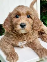MiniHealthTestedPinkGirl, a female Miniature Goldendoodle for sale in Candler, NC – Photo 3 of 3