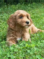MiniHealthTestedPinkGirl, a female Miniature Goldendoodle for sale in Candler, NC – Photo 2 of 3