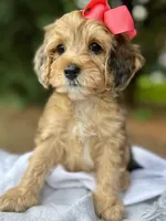 Sophia-Petite/MiniOrthopedic&GeneticParents, a female Golden Mountain Doodle for sale in Candler, NC – 2 of 2