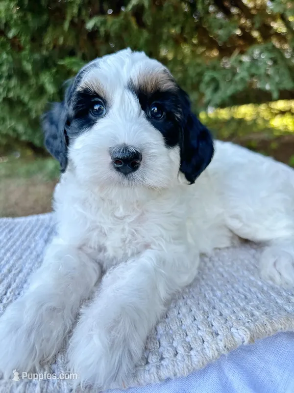 Maple-Petite-OFA&GeneticParents – Miniature Goldendoodle puppy for sale in Candler, NC