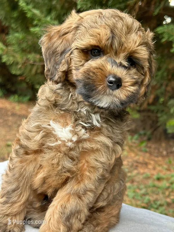 Moose-Petite-OFA&GeneticParents, a male Miniature Goldendoodle for sale in Candler, NC – 1 of 3