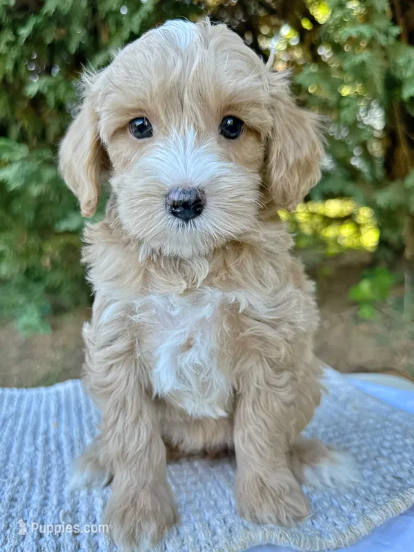 Misha-OFA&GeneticParents – Miniature Goldendoodle puppy for sale in Candler, NC