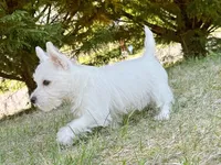Winnie-LOOKING FOR GUARDIAN, a female West Highland White Terrier for sale in Candler, NC – 1 of 1