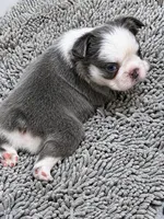 HUSKYFLUFFYTESTABLE, a male French Bulldog for sale in Candler, NC – 6 of 6