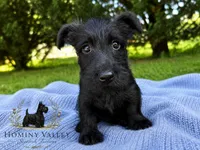 Laird, a male Scottish Terrier for sale in Candler, NC – 2 of 2
