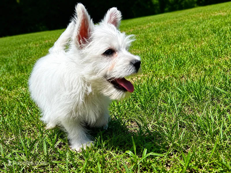 Atlas-LOOKING FOR GUARDIAN HOME – West Highland White Terrier puppy for sale in Candler, NC