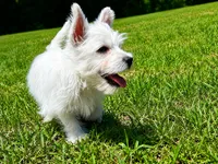 Atlas-LOOKING FOR GUARDIAN HOME, a male West Highland White Terrier for sale in Candler, NC – 1 of 1