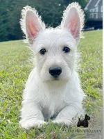 Lennox (wheaten), a male Scottish Terrier for sale in Candler, NC – 3 of 4