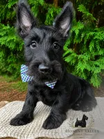 Lachlan, a male Scottish Terrier for sale in Candler, NC – 1 of 3
