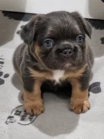 FluffyBlue&Tan, a male French Bulldog for sale in Candler, NC – 2 of 4