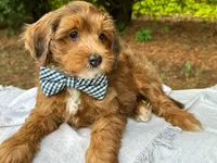 Spencer-Petite/MiniOrthopedic&GeneticParents, a male Golden Mountain Doodle for sale in Candler, NC – 1 of 2