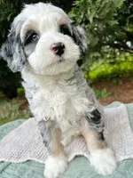 Cabana-Petite/MiniOFAparents, a male Miniature Bernedoodle for sale in Candler, NC – 1 of 1