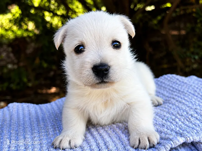 Lennox (wheaten) – Scottish Terrier puppy for sale in Candler, NC