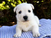 Lennox (wheaten), a male Scottish Terrier for sale in Candler, NC – 1 of 3