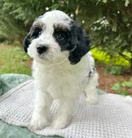 Reef-Mini/Petite w OFA/GenTestedParents, a male Miniature Bernedoodle for sale in Candler, NC – 5 of 5