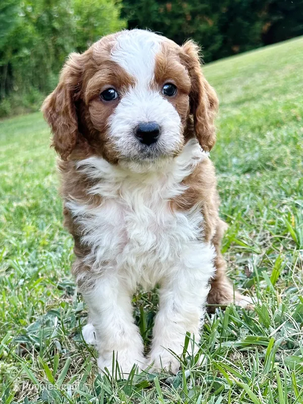 Wallen – Miniature Goldendoodle puppy for sale in Candler, NC