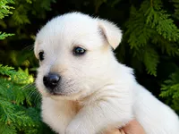 Lennox (wheaten), a male Scottish Terrier for sale in Candler, NC – 3 of 3