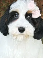 Maple-Petite-OFA&GeneticParents, a female Miniature Goldendoodle for sale in Candler, NC – 3 of 8