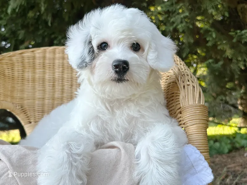 Summer-Petite-ParentsOFA&GenTesting – Miniature Bernedoodle puppy for sale in Candler, NC