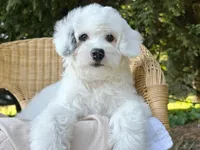 Summer-Petite-ParentsOFA&GenTesting, a female Miniature Bernedoodle for sale in Candler, NC – 1 of 6
