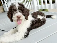 🎣 Huckleberry 🎣 TRAINED-OFA&GenTestedParents, a male Goldendoodle for sale in Candler, NC – 3 of 6
