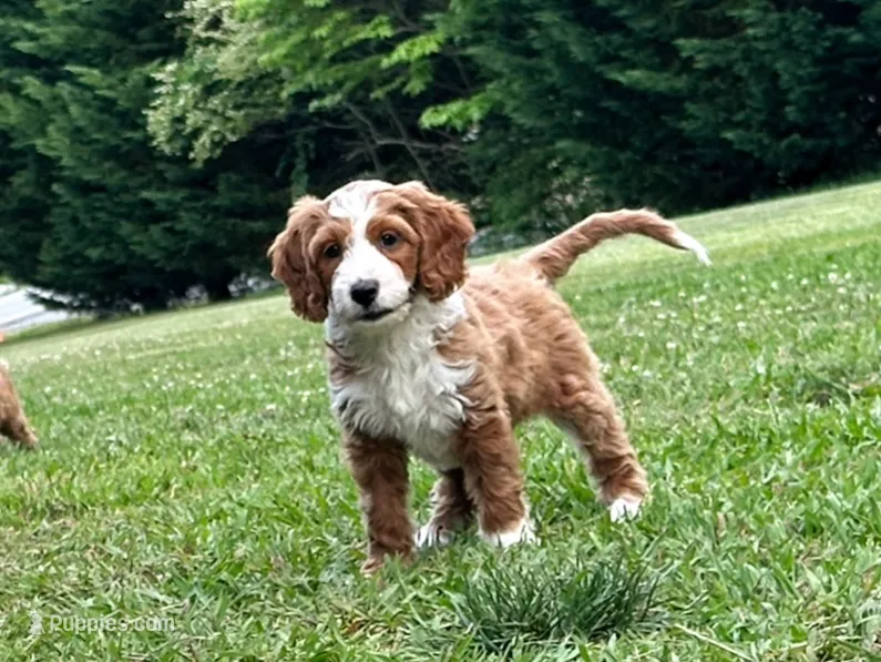 Lainey – Miniature Goldendoodle puppy for sale in Candler, NC