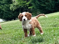 Lainey, a female Miniature Goldendoodle for sale in Candler, NC – 1 of 5