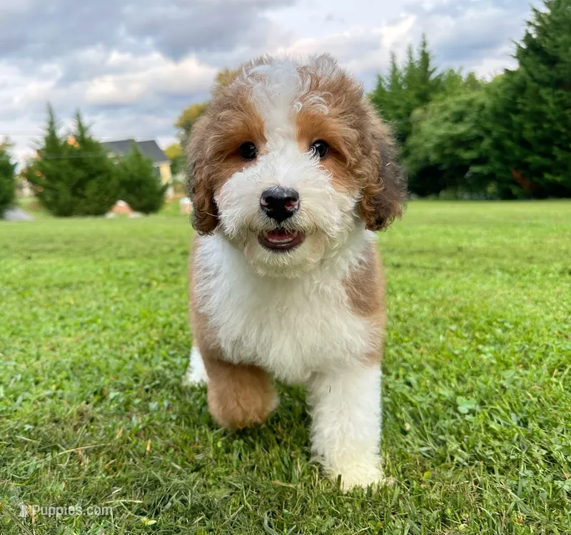 Scout-Petite/MiniOrthopedic&GeneticParents – Golden Mountain Doodle puppy for sale in Candler, NC