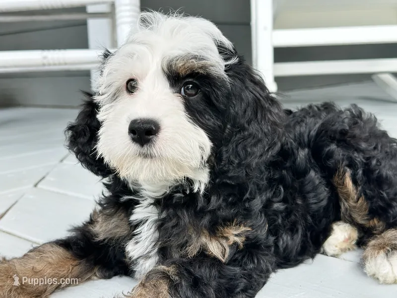 Tiki – Miniature Bernedoodle puppy for sale in Candler, NC