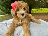Sage-Petite/MiniOrthopedic&GeneticParents, a female Golden Mountain Doodle for sale in Candler, NC – 1 of 2