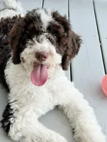 🎣 Huckleberry 🎣 TRAINED-OFA&GenTestedParents, a male Goldendoodle for sale in Candler, NC – 2 of 6