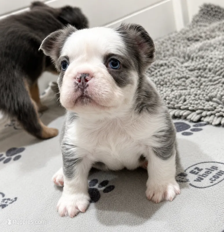 HUSKYFLUFFYTESTABLE – French Bulldog puppy for sale in Candler, NC