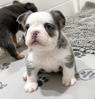 HUSKYFLUFFYTESTABLE, a male French Bulldog for sale in Candler, NC – 1 of 6