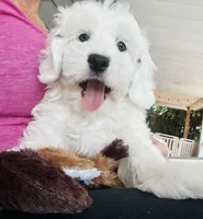 Lake-Mini/Petite, a male Miniature Bernedoodle for sale in Candler, NC – 2 of 5