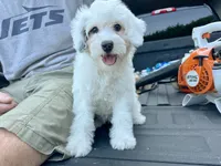 Summer-Petite-ParentsOFA&GenTesting, a female Miniature Bernedoodle for sale in Candler, NC – 2 of 6